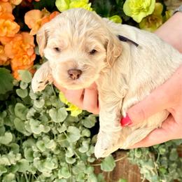 Sadie (purple) - Cream female Cockapoo puppy in Denver, Pennsylvania from Greenview Puppies