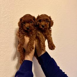 Poodle Puppies from PRETTY IN RED POODLES