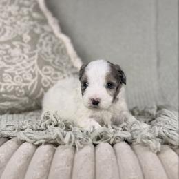 Poseidon BLUE EYES - Grey and white male Bernedoodle puppy in Sweetwater, Florida from Sandy Snout Doodles