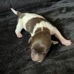 Tasi - White, chocolate and tan female Rat Terrier puppy in Red Bluff, California from SunnyValley Bostons