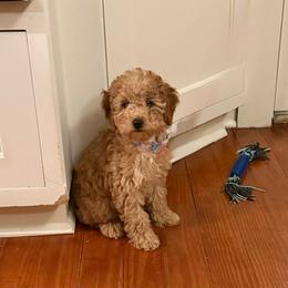 Cooper - Apricot male Poodle puppy in Bettendorf, Iowa from Red Door Poodles