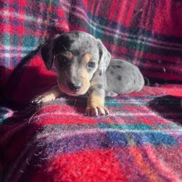 Mr. Dapper Dapple - Piebald male Dachshund puppy in Harrisburg, Oregon from Funny Farm Dachshunds