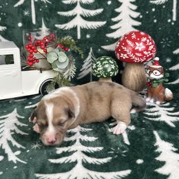 Frosty- Fluffy coat - Sable merle and white male American Corgi puppy in Waskom, Texas from Piney Woods Corgis