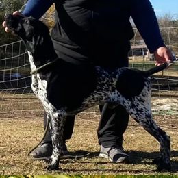 Ranger - German Shorthaired Pointer