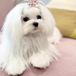 Maltese Puppies from Made to Love Maltese LLC