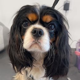 Josie - Cavalier King Charles Spaniel
