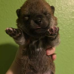 Malachi (Boy 2) - Red male Shiba Inu puppy in Denver, Colorado from Diamonds In The Ruff Boston Terriers