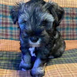 Ollie - Orange Collar - Black and silver male Miniature Schnauzer puppy in Robstown, Texas from Alves Miniature Schnauzers