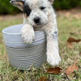 AKC Boy 2 - Blue mottled male Australian Cattle Dog puppy in Mc Comb, Mississippi from McCall's Mississippi AKC Blue Heelers Australian Cattle Dogs
