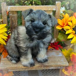 Miniature Schnauzer and Poodle Puppies from Crystal Rose Canines