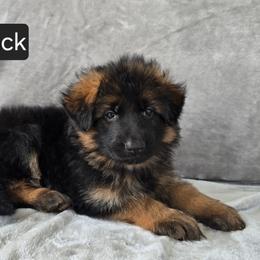 Black Collar Male - Black and red male German Shepherd puppy in Sumner, Iowa from Vom Wilke Kennels