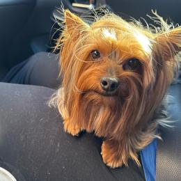 Boba - Yorkshire Terrier