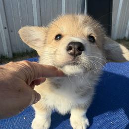Blue Collar Male - Sable male Pembroke Welsh Corgi puppy in Victoria, Texas from Clear Creek Corgis