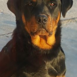 Rottweiler Puppies from Linda Sprouse