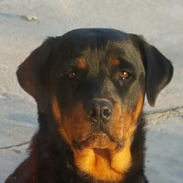Rottweiler Puppies from Linda Sprouse
