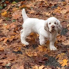 Clumber Spaniel Puppies from Creswick Clumber Spaniels