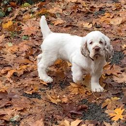 Clumber Spaniel Puppies from Creswick Clumber Spaniels