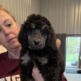 Boy 1 - Blue male Poodle puppy in Wentworth, South Dakota from PaintersPreciousPoodles