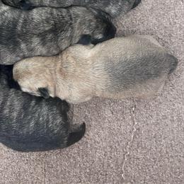 Parker - Wheaten male Cairn Terrier puppy in Mountain Grove, Missouri from CreekTop