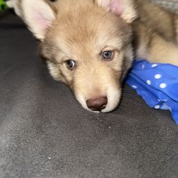 Siberian Husky Puppies from Southern Siberian Huskies of SW Florida