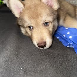Siberian Husky Puppies from Southern Siberian Huskies of SW Florida