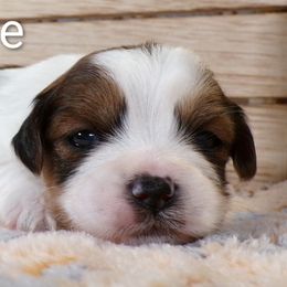 Theodore - Parti male Lhasa Apso puppy in Jefferson, New York from Absolute Lhasa Love