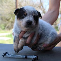 Zeus - Blue male Australian Cattle Dog puppy in Colbert, Oklahoma from LoveAHeeler