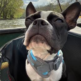 Boston Terrier puppies from Paloma's Legacy Boston Terriers