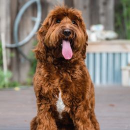 Jackson Bear - Australian Labradoodle