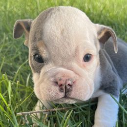 Girl 2 - Bulldog puppy in Sandy, Utah from K2I Bulldogs