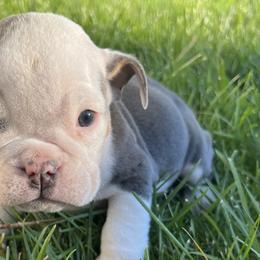Girl 2 - Bulldog puppy in Sandy, Utah from K2I Bulldogs