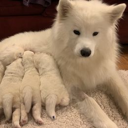 Samoyed Puppies from Velvet Sky Samoyeds