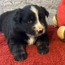 Cruiser - Black tri male Miniature Australian Shepherd puppy in Lebanon, Oregon from Two Pines Mini Aussies