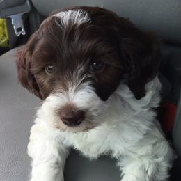 Australian Labradoodles, Bernedoodles, Double Doodles, Goldendoodles, and Poodles from Karlas Pet Rendezvous