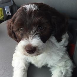 Australian Labradoodles, Bernedoodles, Double Doodles, Goldendoodles, and Poodles from Karlas Pet Rendezvous