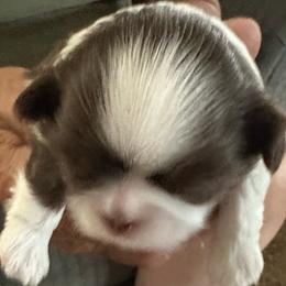 Gi - Gi - Liver and white female Shih Tzu puppy in Scottdale, Pennsylvania from Nancy’s Majestic Shih Tzus