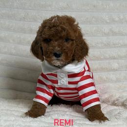 Silas - Red  male Goldendoodle puppy in Estesburg, Kentucky from Wet Goldendoodle Kisses