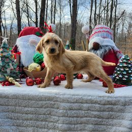 Joyful - Cafe female Labradoodle puppy in Gainesboro, Tennessee from Family Tradition