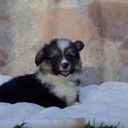 American Corgi and Pembroke Welsh Corgi Puppies from Kates Corgis