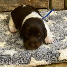 MOCHA. CKC FULL RIGHTS - Black and cream male Dachshund puppy in Elizabethtown, Kentucky from Teeny Tiny Puppy Tails