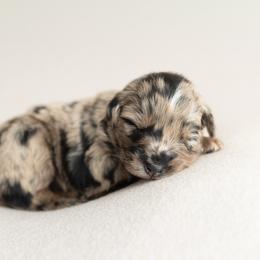 Mocha - Blue merle female Australian Shepherd puppy in Kathleen, Georgia from CM Farm
