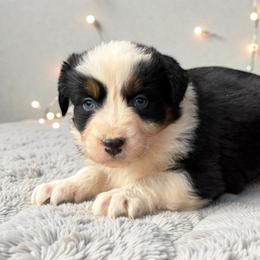 Dodger-FULL TAIL - Black tri-color male Australian Shepherd puppy in Statesville, North Carolina from Charming Australian Shepherds