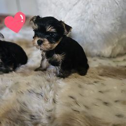 Trad 1. - Black and gold male Yorkshire Terrier puppy in Portland, Oregon from Mama & I Yorkshire's