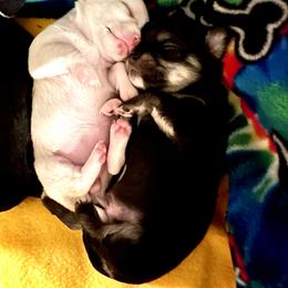 Chihuahua Puppies from Wild Mountain Chihuahuas