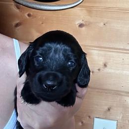 Girl 2 - Black female Dachshund puppy in Cheyenne, Wyoming from Great Basin Hounds