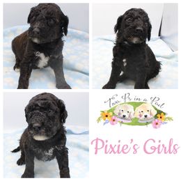 Goldendoodle Puppies from Two Ps in a Pod