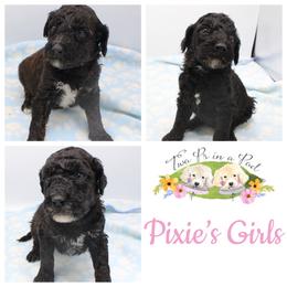 Goldendoodle Puppies from Two Ps in a Pod