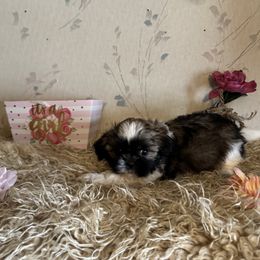 Cortana - Brindle and white female Shih Tzu puppy in Hibbing, Minnesota from Iron Range Shih Tzu and Puppies