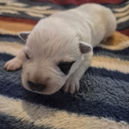 Brisbane - Red mottled male Australian Cattle Dog puppy in Prescott Valley, Arizona from KS Cattle Dogs