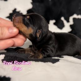 Eloise - Black and tan female Dachshund puppy in Wooldridge, Missouri from Royal Bloodline Canines